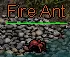Fire Ant