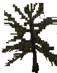 Afflicted Tree
