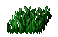 Wheat Seedling