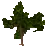 Cinnamon Plant Seedling