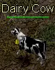 Dairy Cow