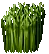 Wheat Plant