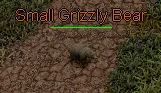 Small Grizzly Bear