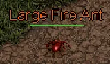 Large Fire Ant